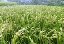 पूर्वी नवलपरासीमा धानको उत्पादन बढ्यो