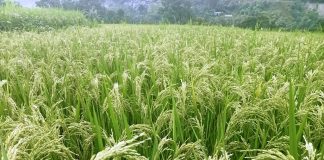 धानमा राते रोग लागेपछि कृषक चिन्तित