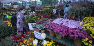 कात्तिक ३ देखि गोदावरी फूलको प्रतियोगितात्मक प्रदर्शनी हुदै
