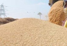 धान नकिनेको भन्दै किसान आन्दोलित: सरकार भन्छ-धान किन्रे बेला भएकाे छैन्