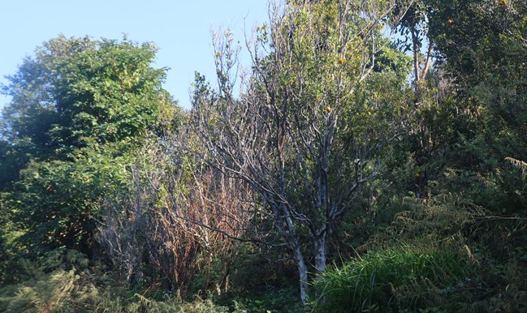 रोगले सुन्तला सखाप पारेपछि तरकारी खेती गर्दै किसान