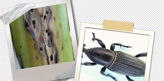 म्याग्दीको केरा खेतीमा खपटे घुनको प्रकोप