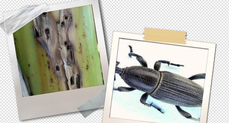 म्याग्दीको केरा खेतीमा खपटे घुनको प्रकोप