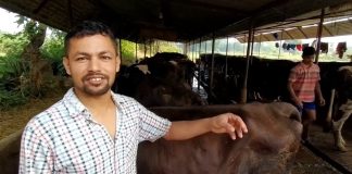 बर्दघाटमा चार दिने ‘व्यबसायिक गाईभैंसी पालन’ सम्बन्धी तालिम हुने