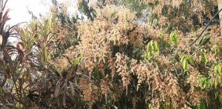 आँपमा मधुवा रोग लागेपछि किसान चिन्तित