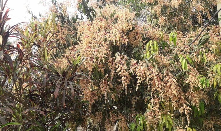 आँपमा मधुवा रोग लागेपछि किसान चिन्तित