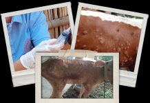 गाईभैँसीमा हुने लम्पी स्किन रोग के हो ? पहिचान र नियन्त्रणका लागि के गर्ने ?
