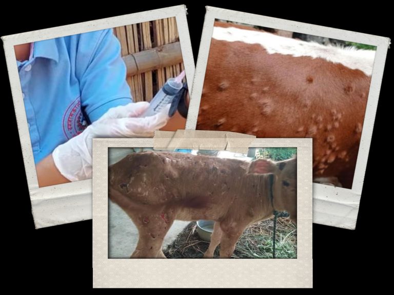 गाईभैँसीमा हुने लम्पी स्किन रोग के हो ? पहिचान र नियन्त्रणका लागि के गर्ने ?