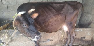 बझाङमा पनि लम्पी स्किनको प्रकोप