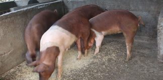 धरानमा अफ्रिकन स्वाइन फिवरबाट ३० करोड मूल्यका बंगुर मरे