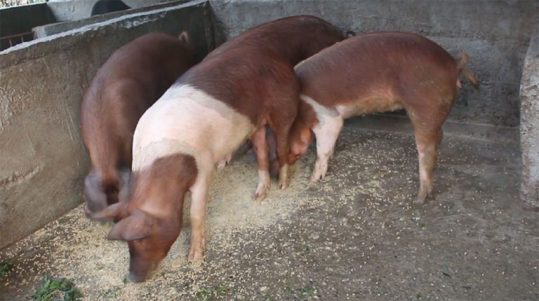 धरानमा अफ्रिकन स्वाइन फिवरबाट ३० करोड मूल्यका बंगुर मरे