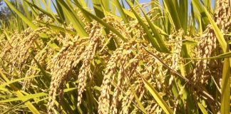 प्राविधिकले सिफारिस गरेको चैते–५ धानमा घाँटी मरुवाको प्रकोप