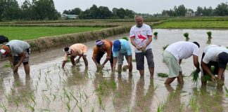 जनमत पार्टीका नेता कार्यक्रताले किसानको धान रोपेपछि…