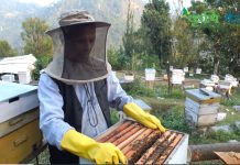 मौरीको गोला व्यवस्थापन तथा रानी मौरी उत्पादन
