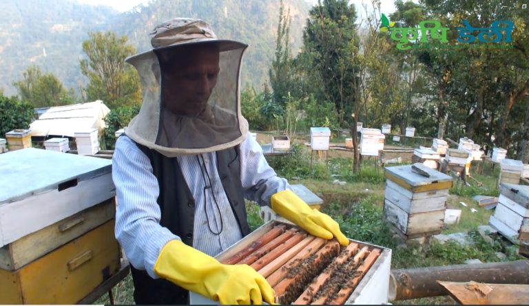 मौरीको गोला व्यवस्थापन तथा रानी मौरी उत्पादन