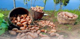 पहिचान बनाउँदै मुस्ताङको आलु