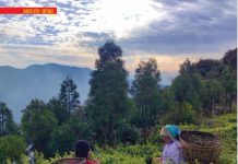 भारतले निर्यातमा कडाइ गर्दा नेपाली चिया उद्योग संकटमा
