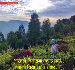 भारतले निर्यातमा कडाइ गर्दा नेपाली चिया उद्योग संकटमा